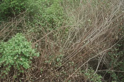 Illustration frith - Image 1