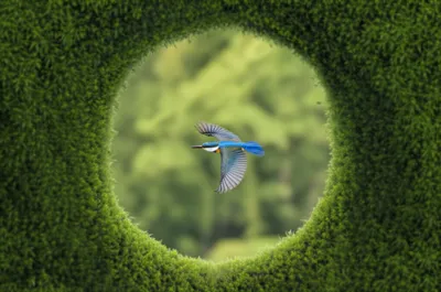 Illustration clearing - Image 1