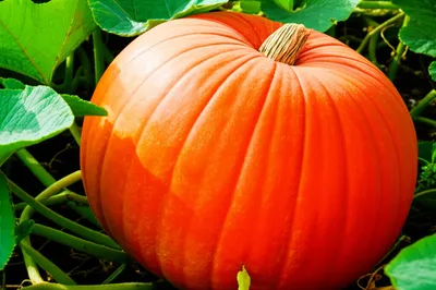 Illustration pumpkins - Image 1