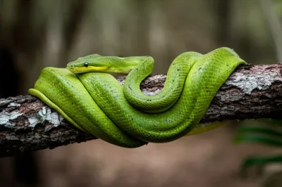 Illustration coiling - Image 1