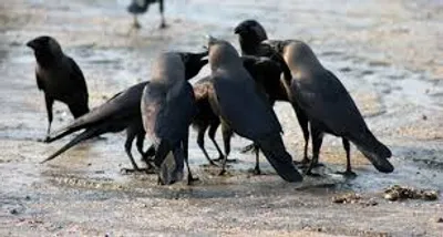 Illustration murder - Image 2