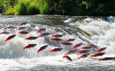 Illustration upstream - Image 1