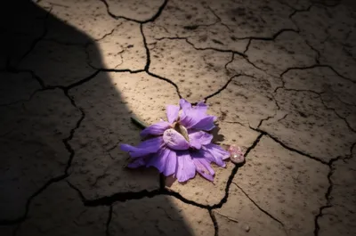 Illustration violated - Image 1