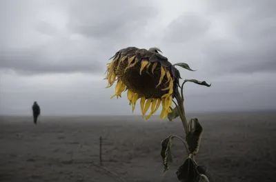 Illustration languish - Image 1