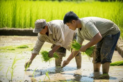 Illustration paddies - Image 1