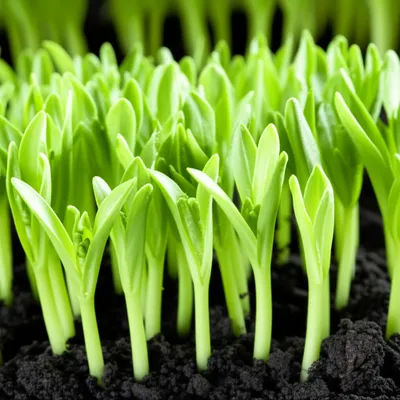 Illustration gains - Image 1