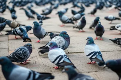 Illustration shaker - Image 1