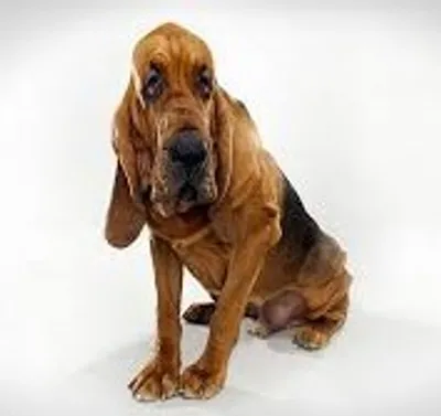 Illustration bloodhound - Image 2