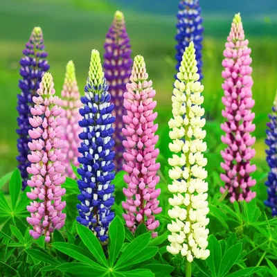Illustration lupins - Image 1