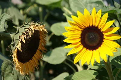 Illustration cuck - Image 1