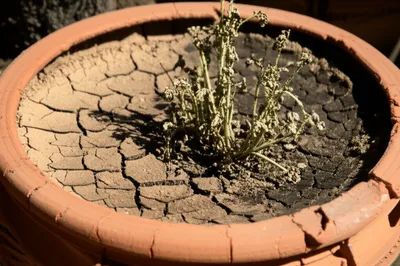 Illustration bates - Image 1