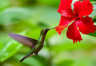 Illustration perched - Image 1