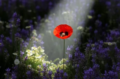 Illustration featured - Image 1