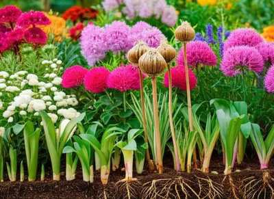 Illustration perennial