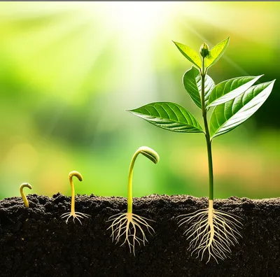 Illustration grows - Image 1