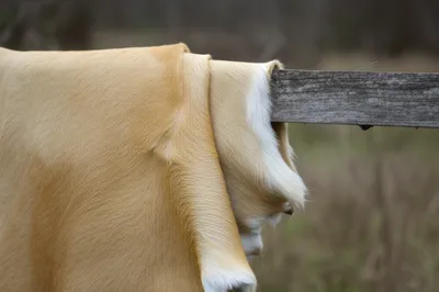 Illustration buckskin - Image 1