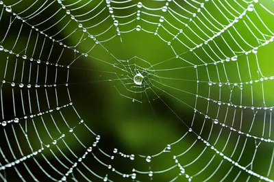 Illustration truth - Image 1