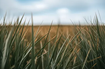 Illustration wide - Image 1