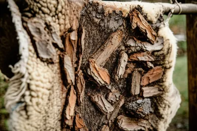 Illustration basil - Image 1