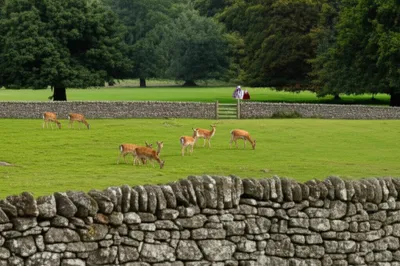 Illustration forest - Image 1