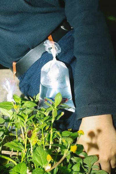 Illustration polythene - Image 2