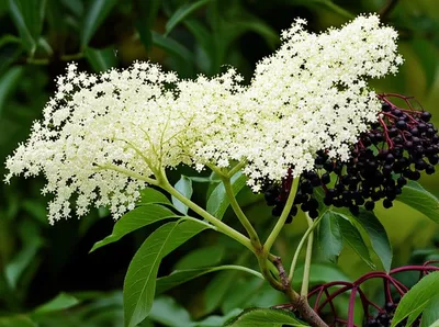 Illustration elder - Image 1