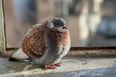 Illustration china - Image 1