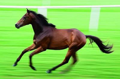 Illustration juvenile - Image 1