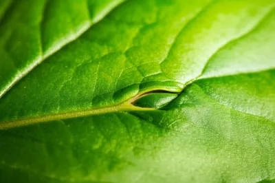 Illustration suture - Image 1