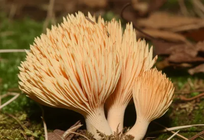 Illustration hedgehogs - Image 1