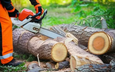 Illustration bucked - Image 1