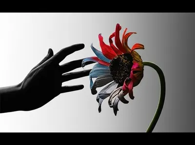 Illustration negated - Image 1