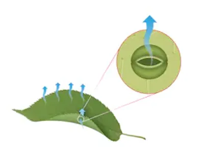 Illustration transpire - Image 2