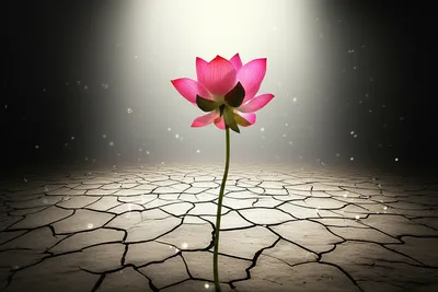 Illustration miraculous