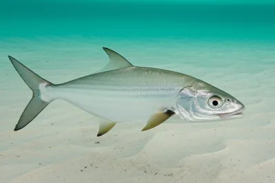 Illustration bone - Image 1