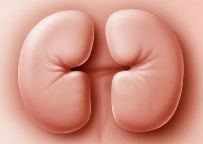 Illustration sinus - Image 1