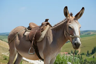 Illustration bat - Image 1