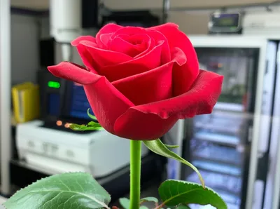 Illustration efficacy