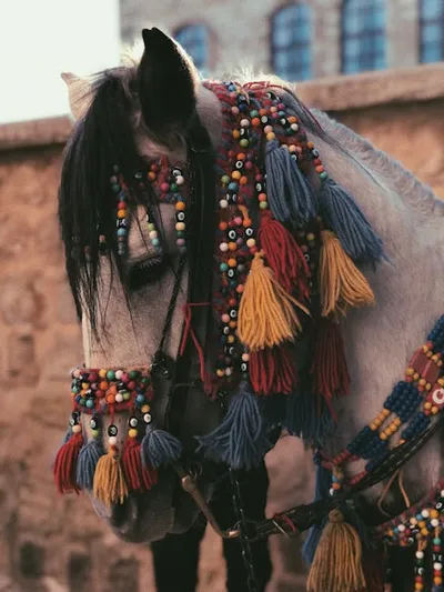 Illustration halters - Image 2