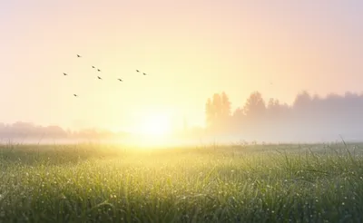 Illustration mornings