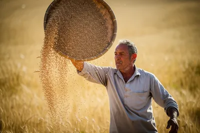 Illustration fanned - Image 1