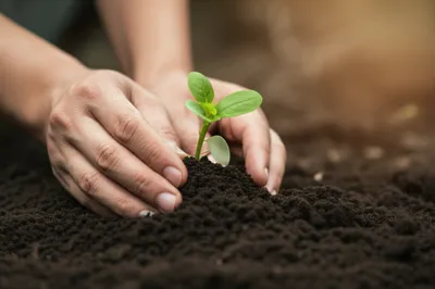 Illustration heeled - Image 1