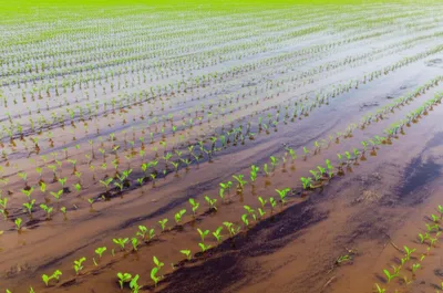 Illustration warp - Image 1