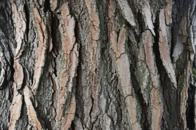 Illustration bards - Image 1