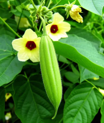Illustration okra
