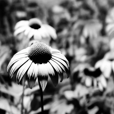 Illustration dull - Image 1