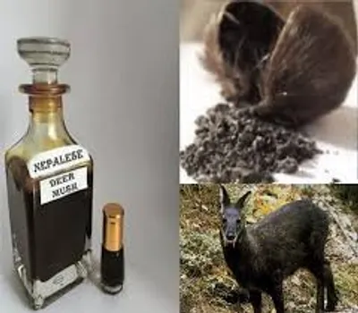 Illustration musk - Image 2