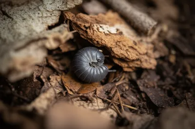 Illustration woodlouse