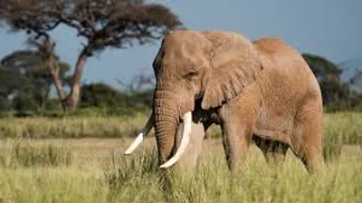 Illustration wild - Image 3