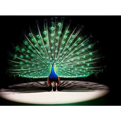 Illustration braver - Image 1